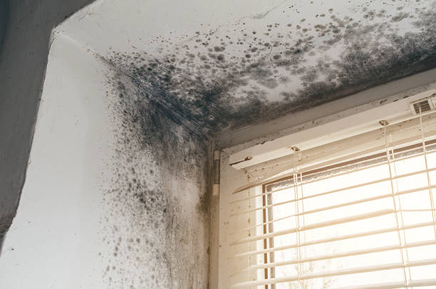 Affordable Mold Removal solutions in Verona, VA